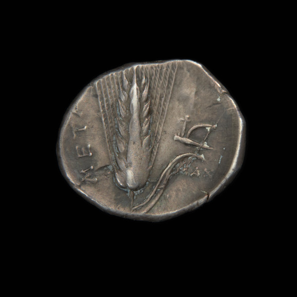 moneta; didrachma - Ujęcie rewersu. Moneta z wizerunkiem głowy Demeter na awersie i kłosem zboża na rewersie.