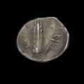 moneta; didrachma - Ujęcie rewersu. Moneta z wizerunkiem głowy Demeter na awersie i kłosem zboża na rewersie.