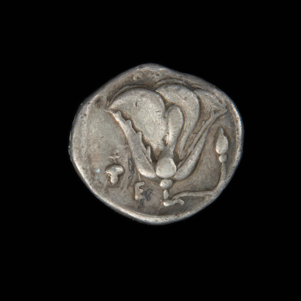 moneta; didrachma - Ujęcie rewersu. Moneta z wizerunkiem głowy Heliosa na awersie i kwiatem róży na rewersie.