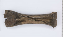 Łyżwa wykonana z kości bydlęcej charakteryzuje się wygładzeniem jednej powierzchni długiej, a także obrobieniem jednej powierzchni stawowej w kształcie półokrągłego „dziobu”, przycięciem drugiego końca kości, na którym część okazów posiada nawiercony otwór służący do przymocowania płozy do stopy. 