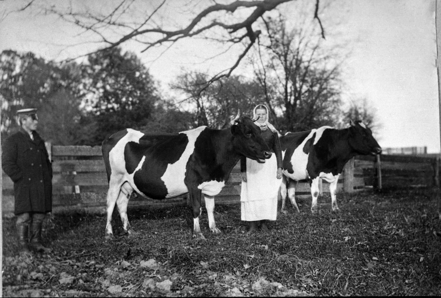 Fotografia czarno-biała przedstawia mężczyznę, kobietę i dwie krowy.