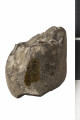Górna powierzchnia fragmentu skały z widocznymi skamieniałościami i napisami, w tym jeden napis zabezpieczony lakierem