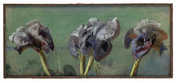 Martwa natura z kwiatami. Kompozycja w poziomym prostokącie z przedstawieniem czterech kwiatostanów irysów wraz z krótkimi fragmentami łodyg. Kwiaty ujęte w zbliżeniu,  symenrycznie zakomponowane na gładkiej płaszczyźnie zielonego tła.
