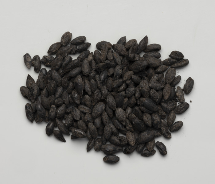 zboże - Ujęcie z góry; Liczna próbka czarnych, przepalonych jednorodnych ziaren zboża pobrana wraz z ziemią i fragmentami węgla drzewnego z warstwy pomiędzy konstrukcjami wału obronnego