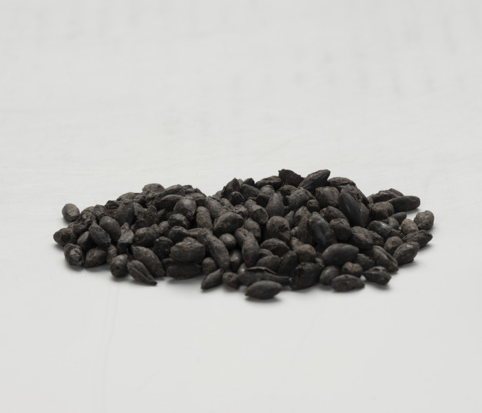 zboże - Ujęcie z przodu; Liczna próbka czarnych, przepalonych jednorodnych ziaren zboża pobrana wraz z ziemią i fragmentami węgla drzewnego z warstwy pomiędzy konstrukcjami wału obronnego